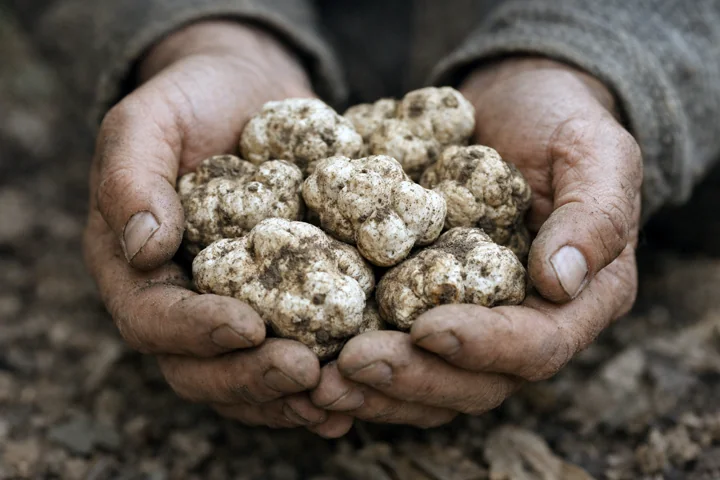 Two cupped hands holding a collection of truffles